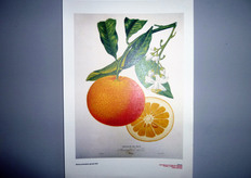 "In distribuzione una riproduzione dell'"Orange de Nice". Tratto da "Histoire et Culture des Orangers". Autori: A. Russo e A. Poiteau, Paris anno 1972."