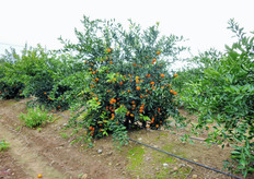 "Pianta dell'ibrido triploide "Mandalate", innestata su Citrange C35, al terzo anno dall'impianto, presso l'Azienda Agricola "S. Fara-Riccadi", Metaponto (MT)."