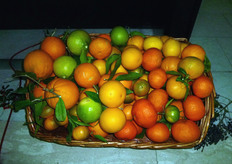 A questo punto il reportage fotografico e' interamente dedicato ai campioni in mostra.