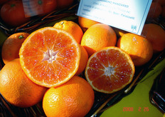 "Il mandarino ibrido triploide "Mandared" si raccoglie nel metapontino (MT) nel mese di febbraio quando raggiunge all'interno un elevato grado di pigmentazione."