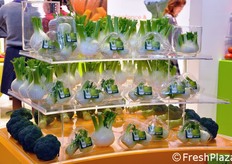 La linea di selezioni varietali sul finocchio, proposta dalla sementiera Clause.