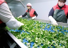 In prospettiva, per la stagione 2011/12, Agrieuropa prevede un aumento del 50 per cento per la superficie destinata alla coltivazione della Valeriana, a scapito di quella del Ravanello, che diminuisce invece del 30 per cento.