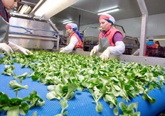 Inoltre, sempre a partire dalla stagione 2011/12, Agrieuropa inserira' nel proprio assortimento anche un nuovo articolo, la Rucola e per il futuro si orientera' all'aumento della produzione di tipo biologico, considerando la crescente richiesta e i requisiti sempre piu' stringenti del mercato in questa direzione