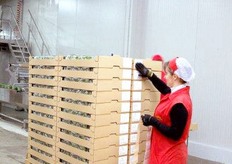 Etichettatura bancale.