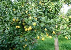 Dettaglio di un albero carico di limoni. C.A.I. si rifornisce di merce esclusivamente dalle zone a maggiore vocazione agrumicola della Sicilia.