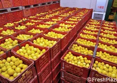 "I limoni rappresentano il 90 per cento del "core business" di C.A.I., e impegnano l'azienda in operazioni di confezionamento per tutto l'anno."