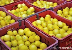 Nell'anno 2009, i soci C.A.I. hanno conferito complessivamente 17.792 tonnellate di limoni, di cui 8.755 ton avviate al mercato del fresco e 9.037 ton a quello del trasformato.