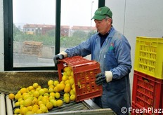 "Fase di rovesciamento dei limoni all'inizio della linea di selezione e confezionamento. "Vorremmo acquistare un macchinario per il rovesciamento automatico delle casse - commenta il Presidente Scarcella - ma purtroppo il magazzino andrebbe ampliato e al momento cio' non e' ancora possibile"."