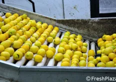 Il primo nastro trasporta i limoni alla prima fase di selezione manuale del prodotto.