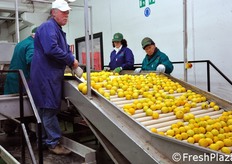 Operatori addetti all'eliminazione del prodotto palesemente non idoneo al mercato del fresco. Gli scarti verranno avviati alla trasformazione industriale.