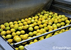Subito dopo, il prodotto viene spruzzato con acqua, per rimuovere eventuali residui di terriccio.