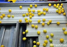 Passata questa prima fase, i limoni vengono avviati alle linee automatiche di calibratura e selezione.