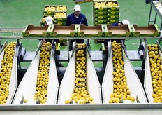 Una volta smistati, i limoni vengono incanalati per tipologia verso il banco per il confezionamento del prodotto sfuso in cassette. L'azienda intende dotarsi a breve anche di nuovi imballaggi alveolati, per una presentazione piu' uniforme della merce.