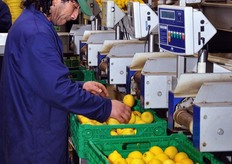 Il confezionamento in cassette viene effettuato con l'ausilio di bilance elettroniche, per garantire il peso al cliente finale. Cassette e cartoni possono contenere 6, 8, 10, 12, 15 o 20 kg di merce.