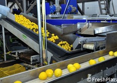 Parte del prodotto viene invece avviato alla retinatura. Sono disponibili confezioni in retine da 500 grammi e da 1, 1,5 e 2 kg. L'80 per cento del prodotto viene confezionato in retine.