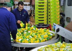 Addetti al confezionamento in cassette del prodotto retinato.