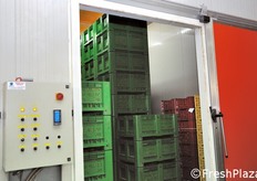 "L'interno di una cella. Qui il prodotto, stoccato alla corretta temperatura e al corretto grado di umidità, può, a seconda delle esigenze, essere conservato per qualche mese oppure essere "deverdizzato", cioè fatto maturare. Per conservarlo, la temperatura deve mantenersi intorno ai 7 gradi centigradi; mentre per farlo maturare, la temperatura deve essere di 27 gradi (con tasso di umidità all'85%)."