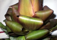 Il carciofo è conosciuto fin dai tempi degli antichi Romani, per le sue proprietà digestive, diuretiche e coleretiche.