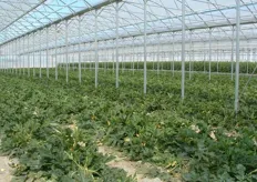 I maggiori clienti di AgriBologna sono la GDO - Grande distribuzione organizzata del Centro-Nord Italia e il piccolo cliente dettagliante. Nella foto: zucchino in serra.