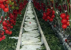Pomodoro fuori suolo a Budrio (BO).