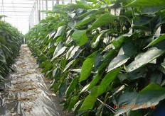 I protagonisti della giornata sono stati gli insetti ausiliari rilasciati da alcune aziende che, per la prima campagna, hanno scelto di aderire ad un protocollo di gestione integrata, anche in vista delle future normative in materia di agricoltura sostenibile.