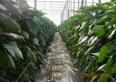 E' emerso che, grazie all'introduzione degli insetti utili, le piante mostravano caratteristiche agronomiche comuni nelle diverse aziende visitate, ovvero foglie più ampie e una risposta vegetativa diversa rispetto all'impiego di soli mezzi chimici per la difesa.