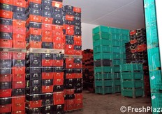 Cassette di radicchio da avviare alla lavorazione. Il prodotto viene mantenuto ad una temperatura compresa tra zero e due gradi centigradi. Le celle di stoccaggio sono dotate di un sistema di monitoraggio e gestione a distanza, con intervento di tecnici specializzati in caso di problematiche nel mantenimento della temperatura.