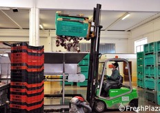 Momento del rovesciamento del radicchio nella linea di lavaggio, selezione e rifinitura dei cespi.