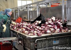 Vasche di lavaggio e lavorazione del prodotto.