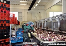 Addette al lavoro sulla linea. Il personale può raggiungere le 50 unità.