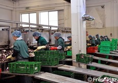 Secondo banco di lavorazione del radicchio di prima gamma.