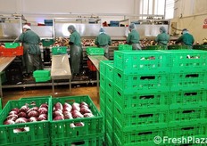 Dal banco di lavorazione alle cassette pronte.