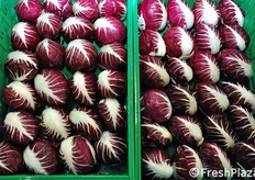 Ecco come si presentano i cespi di radicchio al termine della lavorazione.