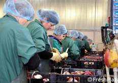 Addette alla cernita e taglio.