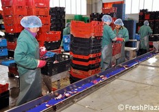 Operazioni in corso nella sala di lavorazione del prodotto destinato alla IV gamma.