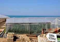 In data 7 aprile 2011, l'azienda sementiera Enza Zaden ha organizzato in Sicilia - a S. Croce Camerina (RG), presso l'azienda agricola Gold Green di Incardona Mario - un Open Day dedicato alla selezione di melanzana Velia F1.