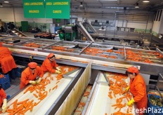 Da oltre 30 anni, il core business dell'azienda e' rappresentato dalla carota, disponibile per 12 mesi l'anno. Nello stabilimento di Ispica - certificato IFS - transita tutta produzione propria e locale.
