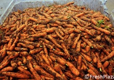 Ma vediamo insieme il ciclo di lavorazione della carota, che proviene da siti produttivi locali e di proprieta' dell'azienda, per un totale di 120 ettari posti a coltura. Qui siamo nell'area del magazzino destinata al prodotto grezzo, ancora da lavare.