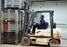 Il prodotto grezzo viene movimentato tramite muletti, per rovesciarlo all'interno della linea di lavaggio.