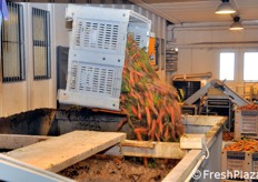 Momento del rovesciamento delle carote da lavare nella vasca di prelavaggio.