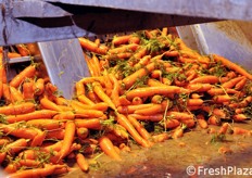 Per la fase di prelavaggio, l'azienda ha optato per una soluzione di riciclo delle acque, ai fini del risparmio idrico. Per le fasi successive, invece, le acque di lavaggio (da pozzo scavato a 200 metri di profondita') entrano in contatto con il prodotto solo una volta.