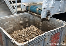 I terreni del comprensorio di Ispica non sono sabbiosi, bensì molto pietrosi. Cio' comporta uno specifico passaggio della linea di lavorazione, in grado di separare le carote dai sassi. Massimo Pavan spiega che proprio la natura impervia del terreno rende molto elevata anche la percentuale di scarto del prodotto, che puo' arrivare in media ad un 30 per cento.