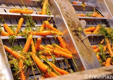 Nei passaggi successivi, le carote transitano per cestelli provvisti di fessure atte a strappare i ciuffi di foglie dalle radici.