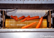 Uscita delle carote dall'area di lavaggio, la quale e' fisicamente separata da quella della cernita e della calibrazione.