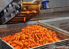 Cassoni per la raccolta del prodotto scartato.