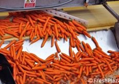 Dettaglio del braccio che smista le carote in varie vasche di lavaggio finale, prima dei banchi di selezione.