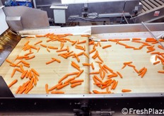 Dopo la selezione manuale, il prodotto viene avviato in una vasca hydro cooler, cioe' di raffreddamento ad acqua, dove nel giro di mezz'ora passa dalla temperatura ambiente a 2 gradi centigradi. In questo modo, si blocca la maturazione del prodotto e se ne allunga la conservabilita' fino a ben 50 giorni! Nella foto: il momento di uscita delle carote dalla vasca di raffreddamento.