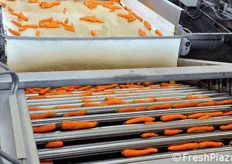 Uscite dal raffreddamento, le carote vengono avviate ad una calibratrice a rulli, che le suddivide per diametro. Le carote che risultano di diametro inferiore ai 18 mm vengono considerate sottomisura, mentre risultano commercializzabili quelle con diametro compreso tra 20 e 40 mm; sopra i 40 mm, le carote sono destinate all'industria del trasformato.