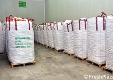 Jumbo bag pronti per la spedizione, stoccati in celle frigo.