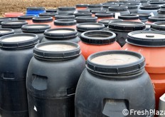 In questi fusti, invece, viene conservato il prodotto in salamoia, da destinare ad uso industriale.